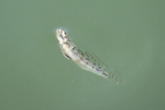 Microgobius gulosus