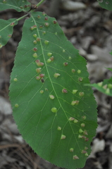 Phylloxera caryaefallax