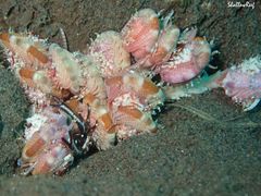 Allogalathea elegans