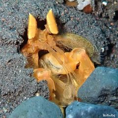 Lysiosquilloides mapia