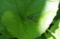 Condylostylus comatus