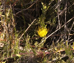 Leucospermum gracile