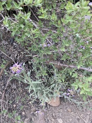 Phoenicaulis cheiranthoides