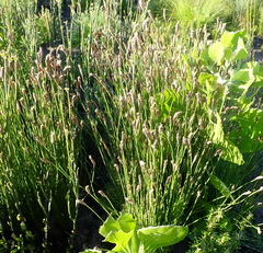 Hypodiscus willdenowia