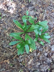 Melanthiaceae
