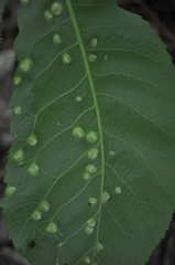 Phylloxera caryaefallax