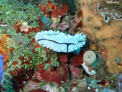 Phyllidiopsis krempfi