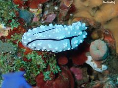 Phyllidiopsis krempfi