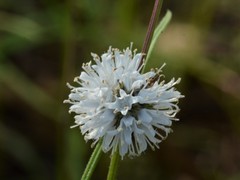 Spermacoce stenophylla