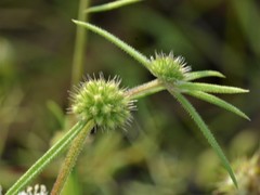 Spermacoce stenophylla