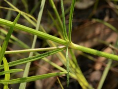 Spermacoce stenophylla