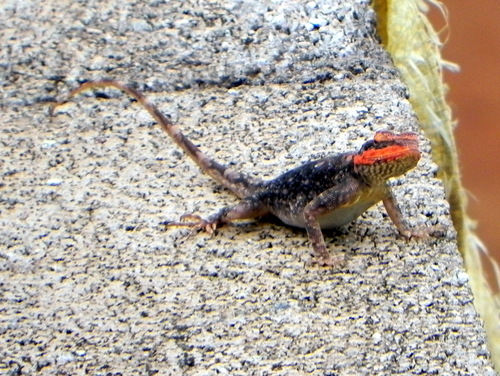 Psammophilus dorsalis