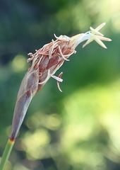 Hypodiscus willdenowia