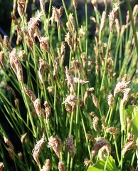 Hypodiscus willdenowia