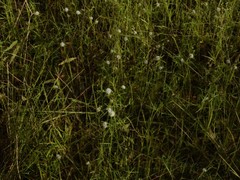Spermacoce stenophylla