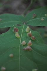 Phylloxera caryaefallax