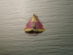 Pyrausta pythialis