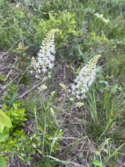 Stenanthium texanum