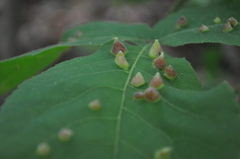 Phylloxera caryaefallax