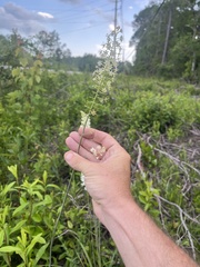 Stenanthium texanum