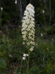 Stenanthium texanum