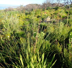 Thamnochortus glaber