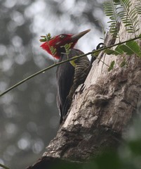 Campephilus robustus