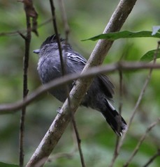 Thamnophilus caerulescens