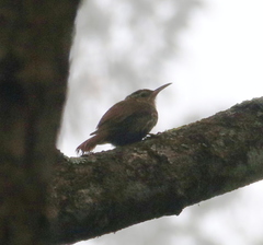 Lepidocolaptes squamatus