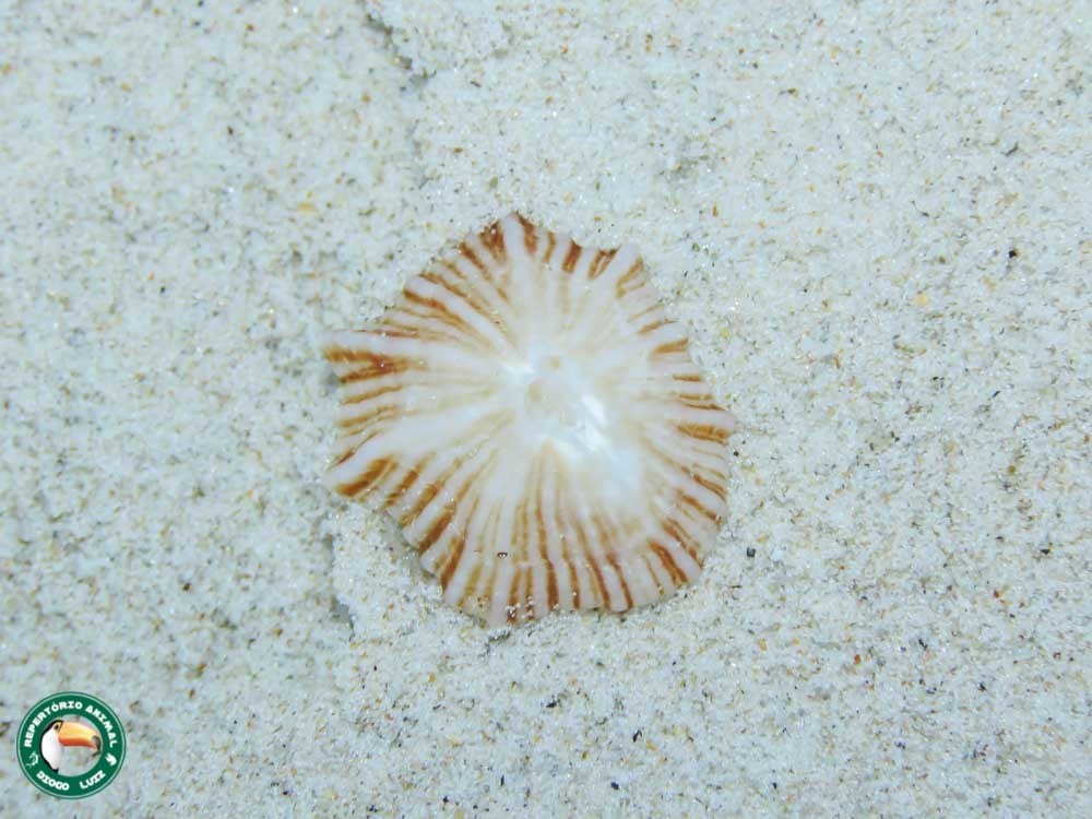 Siphonaria hispida