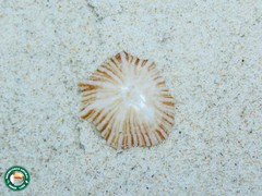Siphonaria hispida