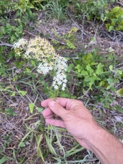 Stenanthium texanum