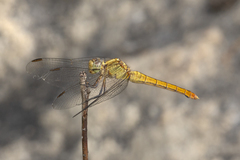 Orthetrum migratum