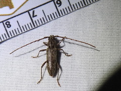 Elaphidion mucronatum