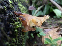 Auricularia