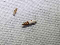 Mompha circumscriptella
