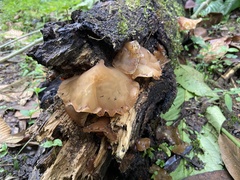 Auricularia