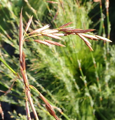 Thamnochortus glaber