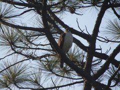 Accipiter striatus chionogaster