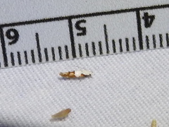 Mompha circumscriptella