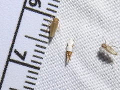 Mompha circumscriptella