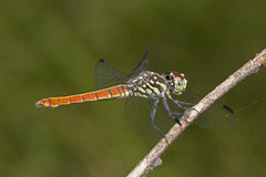 Notolibellula bicolor