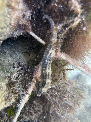 Hippocampus reidi
