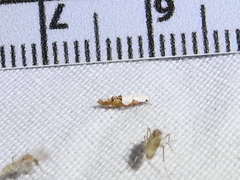 Mompha circumscriptella