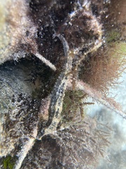 Hippocampus reidi