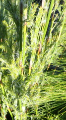 Thamnochortus glaber