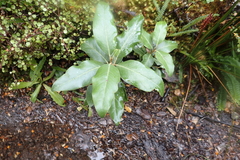 Olearia avicenniifolia