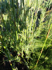 Thamnochortus glaber