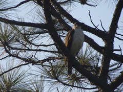 Accipiter striatus chionogaster
