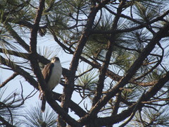 Accipiter striatus chionogaster